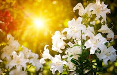 Framed around the glare of warm sunlight, a fully-bloomed easter lily cuts a handsome profile