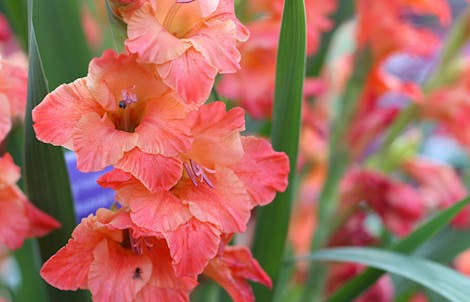 Photograph of a gladiolus