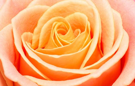 Close-up photograph of a rose representing modesty