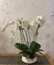 Triple orchid planter