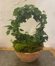 Ivy Topiary in Clay Pot