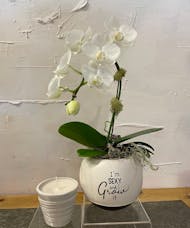 Grow Sexy Orchid