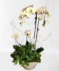 Luxury Orchid Composition
