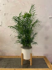 Palm in Cylinder with wooden stand
