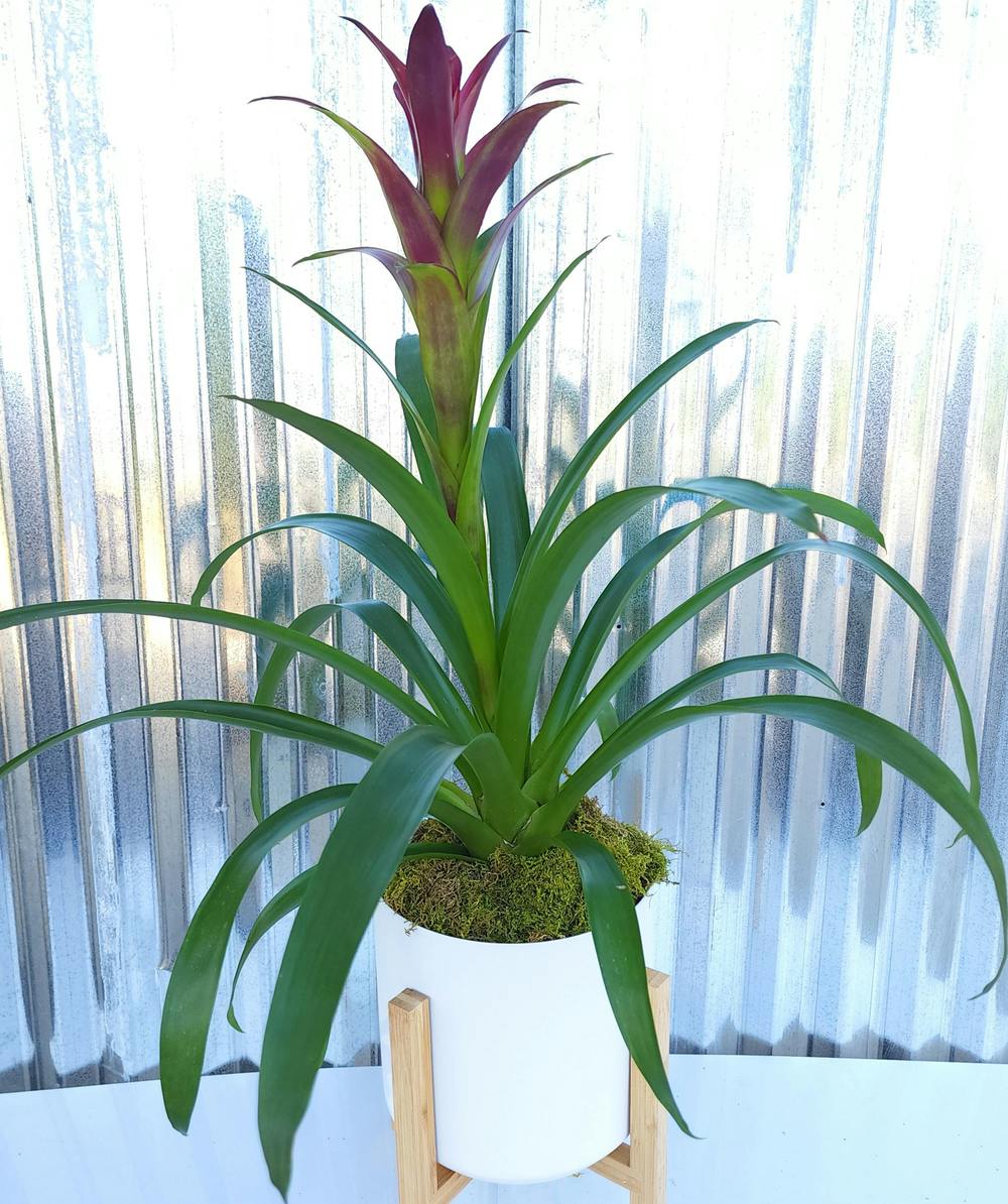 Bromeliad Planter | Columbus GA Plant Delivery