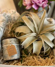 Himalayan Candle and Air Plant Gift Set