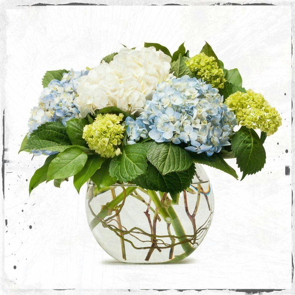 Fresh Hydrangea Bowl Bloomwoods Flowers Columbus GA