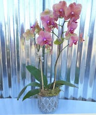 Summer Orchid